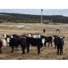 Image 4 : Mullin Ranch - 960# October Delivery Grass Steers - 60 Head (Logan Lake, BC)
