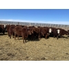 Image 4 : Knievel Farms - 825# March Delivery Steers - 70 Head (Trochu, AB)