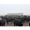 Image 5 : Shark Farms - 885# March Delivery Steers - 215 Head (Nanton, AB)
