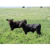 Circus Coulee Cattle - 530# Nov Delivery Heifer Calves - 100 Head (Dorothy, AB)
