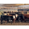 Image 3 : Midpoint Farms - 1025# August Delivery Grass Steers - 120 Head (Drayton Valley, AB)