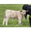 Image 3 : Eagle Creek Ranching Ltd. - 625# October Delivery Steer Calves - 90 Head (Sundre, AB)