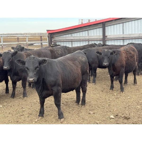 Lake Thelma Farms  - 23 Black Replacement Heifers (Coronation, AB)