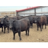 Image 1 : Lake Thelma Farms  - 23 Black Replacement Heifers (Coronation, AB)