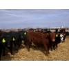 Image 8 : Van Hall Cattle Co. - 1000# April Delivery Steers - 180 Head (Scandia, AB)