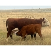 Image 17 : Blaine & Sue Hudec - 615# November Delivery Steer Calves - 80 Head (Jenner, AB)