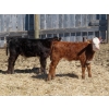 Image 14 : Leib Farm & Ranch Ltd. - 30 Black Angus/Black Angus X Pairs (Southey, SK)