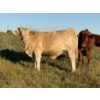 Image 2 : Glover Cattle Corp. - 700# November Delivery Steer Calves - 90 Head (Pine Lake, AB) VBP+