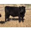 Image 6 : Dalbey Farms - 700# October Delivery Steer Calves - 50 Head (Dalum, AB)