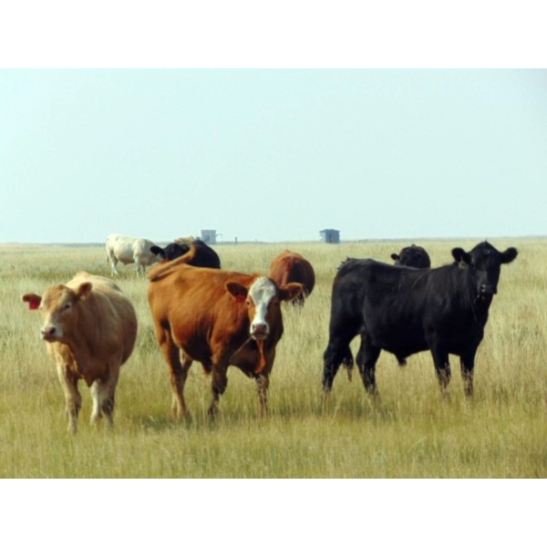 Riverbend Ranch - 1040# September Grass Steers - 100 Head (Coronation, AB)