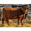 Image 3 : Fox Cattle Co. - 3 Bred Heifers (Pen 433)