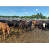 Image 6 : Chipping Hill Cattle Co. - 785# August Delivery Steers - 77 Head (MacGregor, MB)