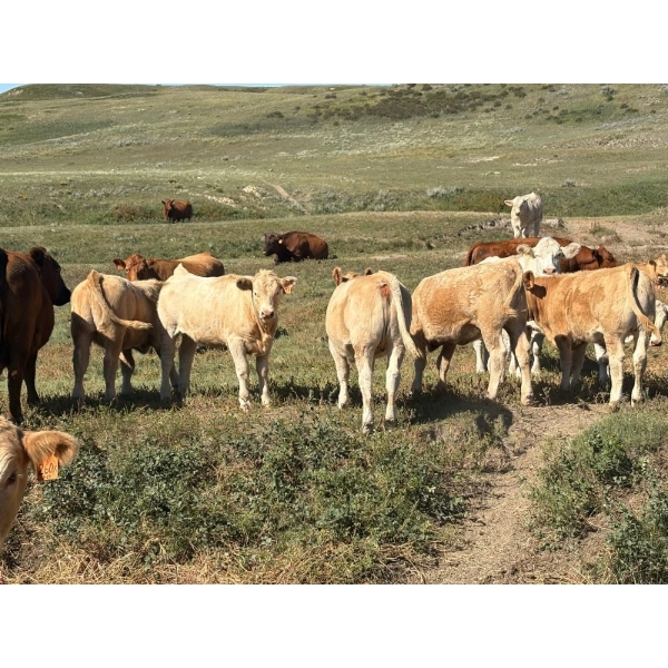 Elder Charolais - 720# October Delivery Steer Calves - 30 Head (Moose Jaw, SK)