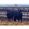 Image 5 : Jay Be Acres Ltd. - 920# April Delivery Steers - 66 Head (Deloraine, MB) 