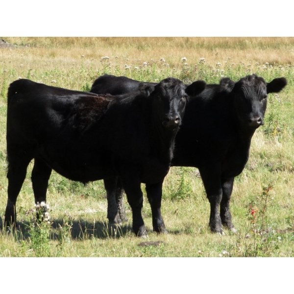 Frolek Cattle Co. - 1020# September Grass Steers - 120 Head (Knutsford, BC)
