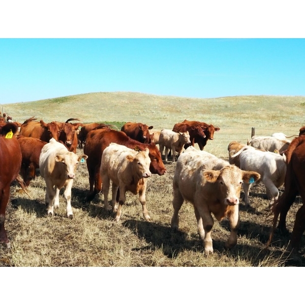 Indian Springs Land & Cattle - 570# Heifer Calves - 100 Head (Hussar, AB)