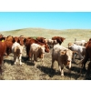 Image 1 : Indian Springs Land & Cattle - 570# Heifer Calves - 100 Head (Hussar, AB)