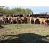 Image 2 : Franklin Cattle Co. - 575# December Delivery Weaned Heifers - 200 Head (Grenfell, SK)