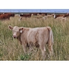 Image 3 : J&E Farms Ltd. - 650# November Delivery Steer Calves - 80 Head (Tilley, AB)