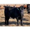 Image 6 : Justin Tateson - 800# March Delivery Steers - 78 Head (Scandia, AB)