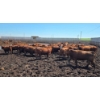Image 5 : Cattlewood Farms Ltd. - 670# July Delivery Heifers - 87 Head (Fincastle, AB)