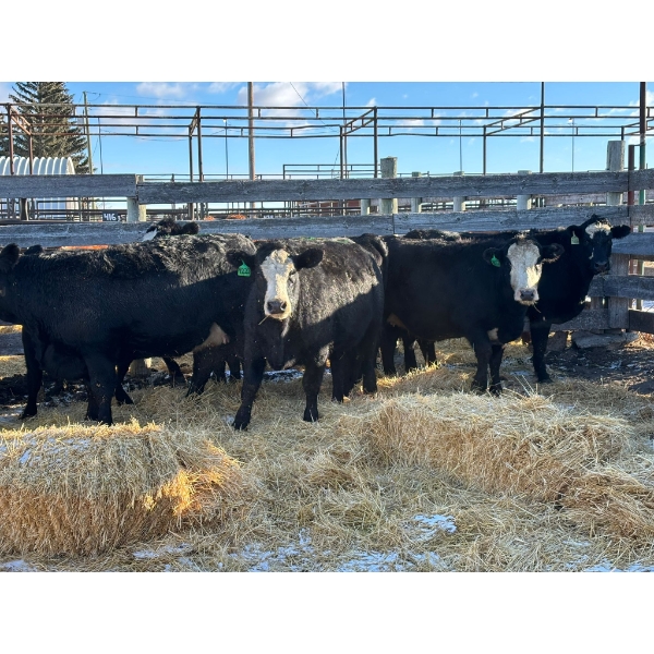 Fox Cattle Co. - 8 Bred Heifers (Pen 507)