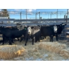 Image 1 : Fox Cattle Co. - 8 Bred Heifers (Pen 507)