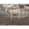 Image 20 : Vossepoel Cattle Co. - 630# December Delivery Weaned Heifers - 250 Head (Tilley, AB)