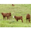 Image 12 : Pine Ranch Ltd. - 500# November Delivery Steer Calves - 95 Head (Morse, SK) VBP+