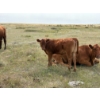 Image 8 : Colter Malloy - 525# November Delivery Heifer Calves - 100 Head (Pollockville, AB)