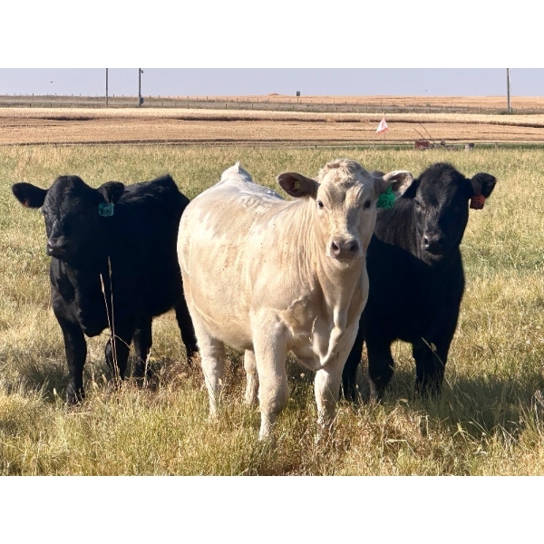 Triple H Land & Cattle - 620# November Delivery Heifer Calves - 20 Head (Irricana, AB)
