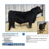 Image 8 : Peter Boone - 17 Black Bred Heifers (Picture Butte, AB)