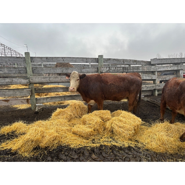 Donnelly Estate Dispersal - 8 Middle-Aged Cows (Pen 524)