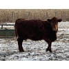 Image 7 : Long Haul Farms - 40 Exotic X April/May Calving Bred Cows (Steinbach, MB)