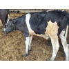 Image 8 : Wavy Lake Farming Co. - 635# Holstein Steers - 15 Head (Heisler, AB)