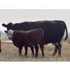 Image 8 : Thurston Newall Farms - 580# Steer Calves - 105 Head (Nightingale, AB)