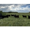 Image 7 : DJC Ranch - 1100# October Delivery Grass Steers - 900 Head (Meadow Lake, SK)