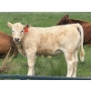 Image 2 : Border View Ranch - 580# October Delivery Heifer Calves - 80 Head (Coronach, SK)