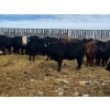 Image 3 : Kris Springer - 50 November Delivery Angus X Bred Heifers (Foam Lake, SK)