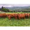 Image 2 : Crystal Lake Ranch - 875# July Delivery Steers - 70 Head (Malakwa, BC)