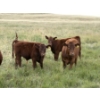 Image 13 : Evans Family (Gary, Carla & Keith) - 630# November Delivery Steer Calves - 95 Head (Bassano, AB)