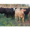 Image 7 : Tanner Grose & Robin Poole - 910# September Delivery Grass Heifers - 68 Head (Moosomin, SK)