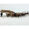 Image 22 : Merrick Campbell Herd Dispersal - 44 4 & 5 Year-Old Bred Cows (Calahoo, AB) VBP+
