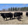Image 3 : Rafter B Ranch - 40 Simm/Angus X Pairs (Gronlid, SK)