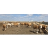 Image 2 : Cattlewood Farms Ltd. - 735# June Delivery Heifers - 57 Head (Fincastle, AB)