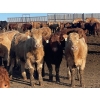Image 2 : Shark Farms - 770# March Delivery Heifers - 400 Head (Nanton, AB)