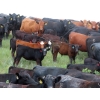 Image 1 : L & J Ranch - 550# October Delivery Steer Calves - 70 Head (Harptree, SK)