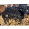 Image 3 : Darren MacMillan - 670# March Delivery Steers - 150 Head (Marquette, MB)