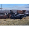 Image 9 : Brent & Tyler Stammers - 2 Red Cows (Pen 705)