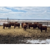 Image 4 : Hillcrest Farming Co. - 780# May Delivery Steers - 78 Head (Dundurn, SK)